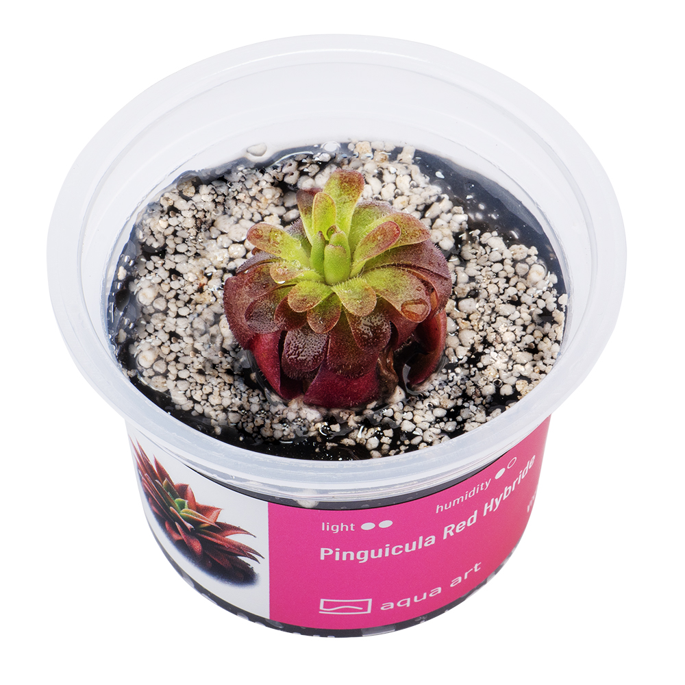 X4000 Pinguicula Red Hibride - top.jpg
